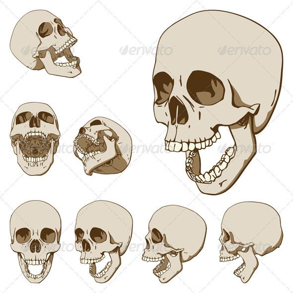 a set of human skulls with different facial expressions and jawbones in various angles