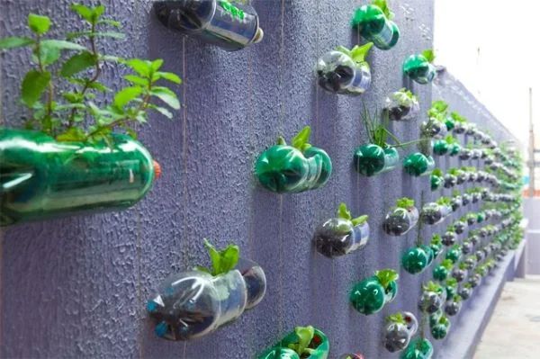 green plants growing in bottles attached to a wall