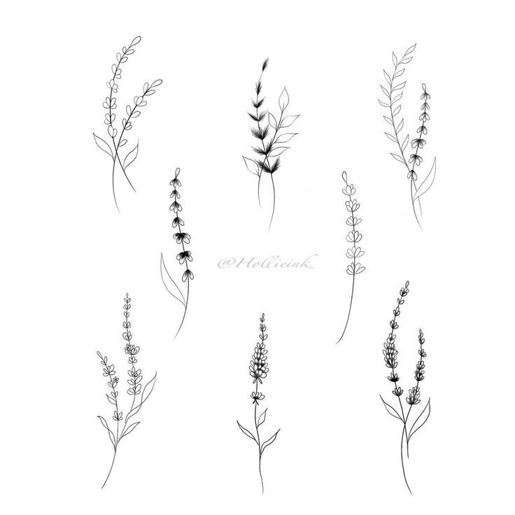 six different types of wildflowers in black and white ink, each with their own name