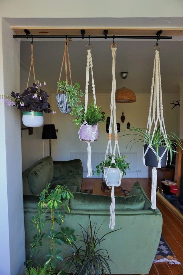 some plants hanging from the ceiling in front of a green couch and other potted plants