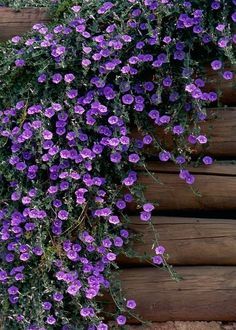 purple flowers growing on the side of a wooden building in front of a log wall