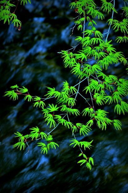 some green leaves are hanging over the water