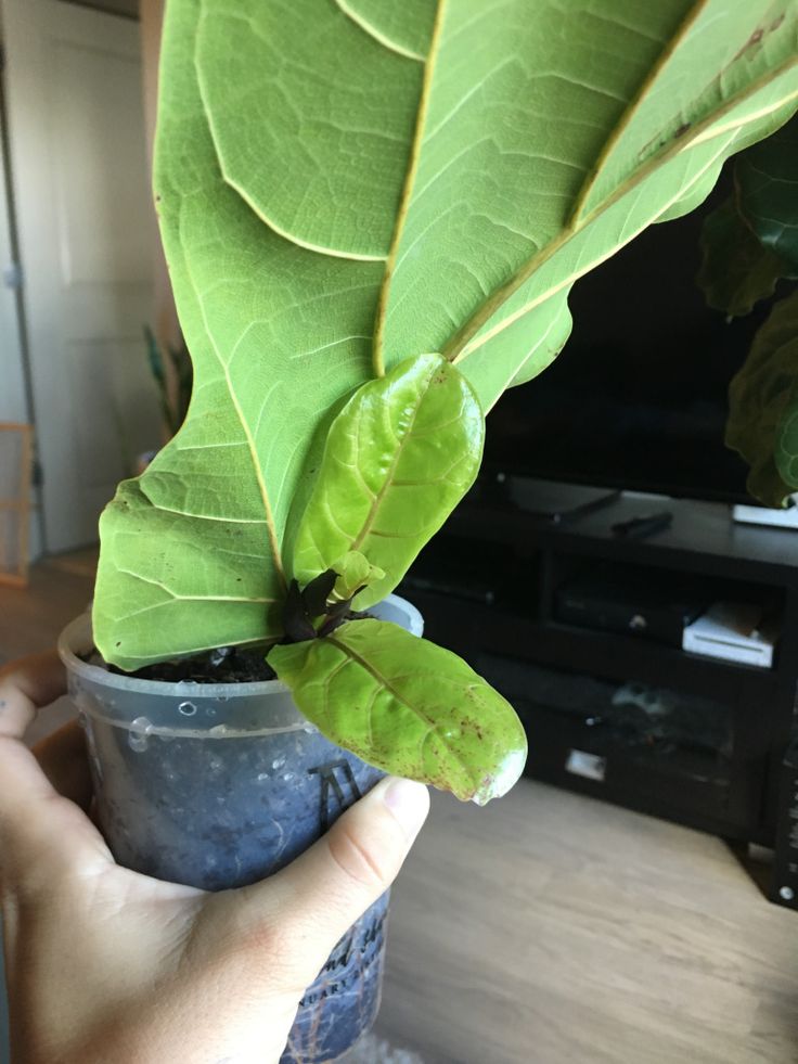 a person holding a potted plant in their hand