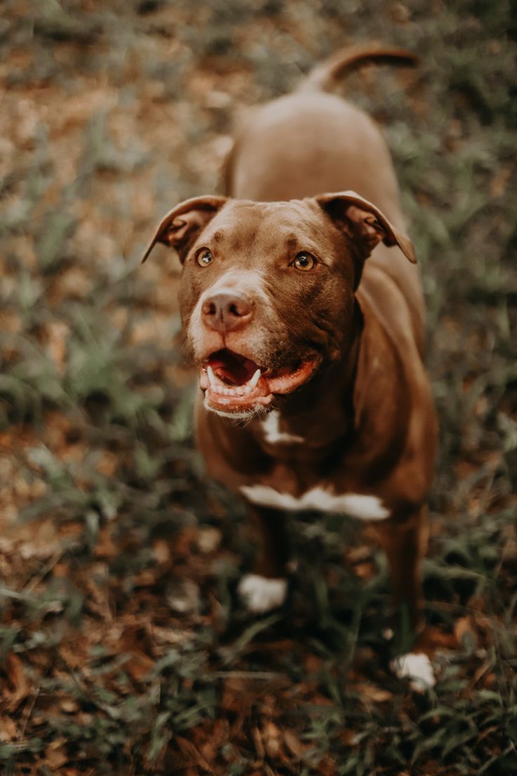 a brown and white dog standing on top of a grass covered field