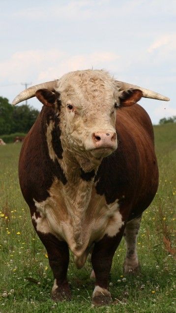 a brown and white cow standing on top of a lush green field