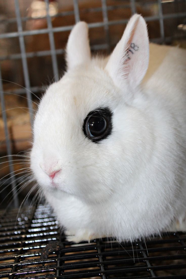 a small white rabbit sitting in a cage