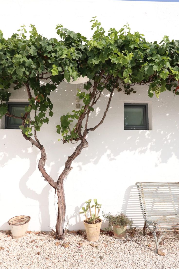 there is a small tree in front of the white building with two potted plants