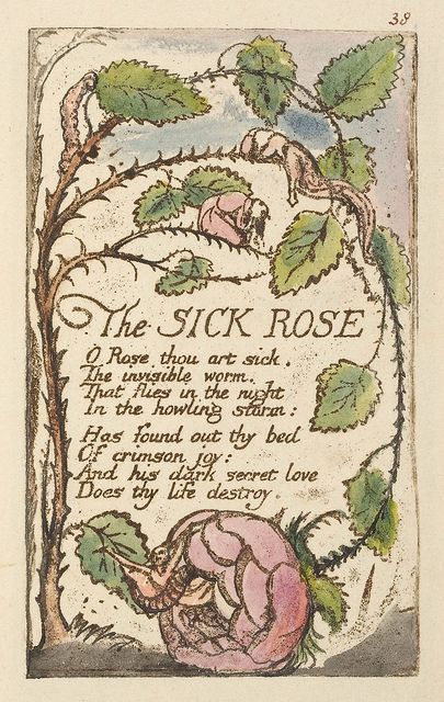 the sick rose is depicted in an old book