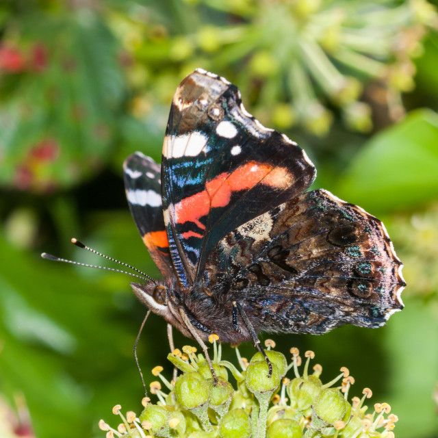 a close up of a butterfly on a flower