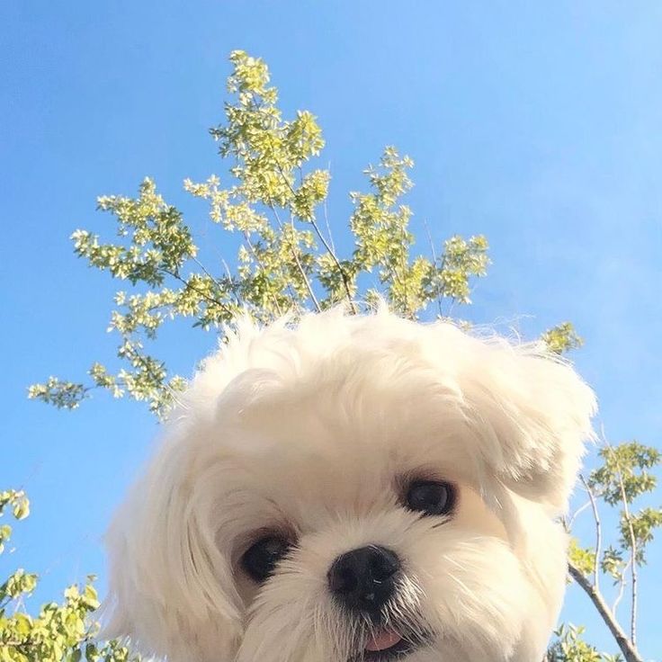 a small white dog standing in front of a tree