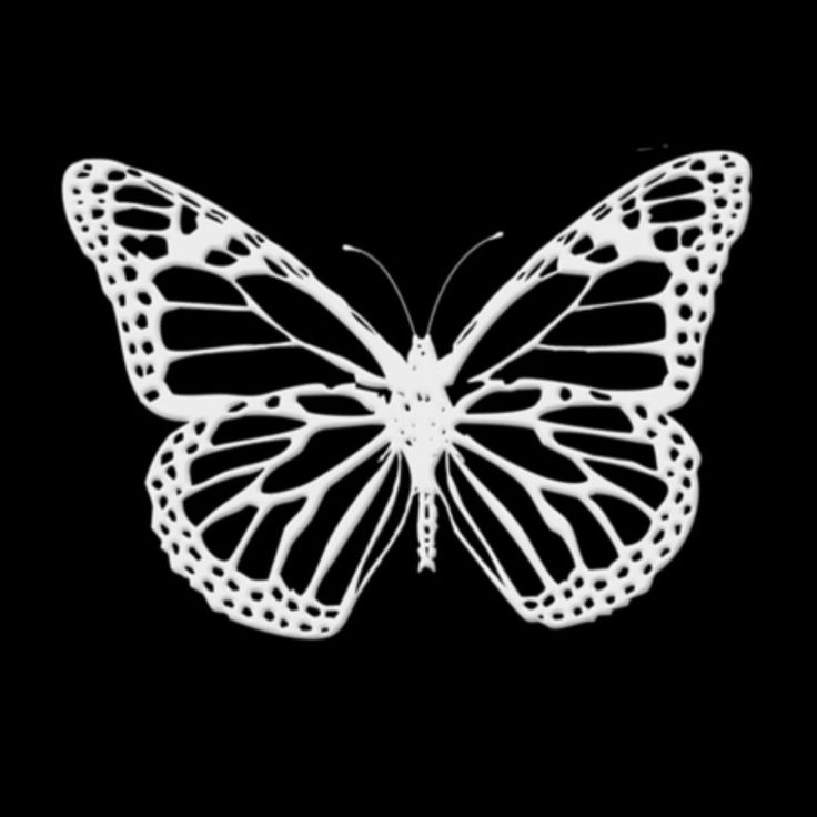 a white butterfly on a black background