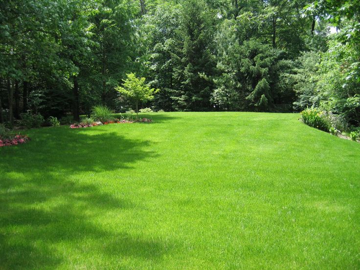 a lush green lawn surrounded by trees and bushes