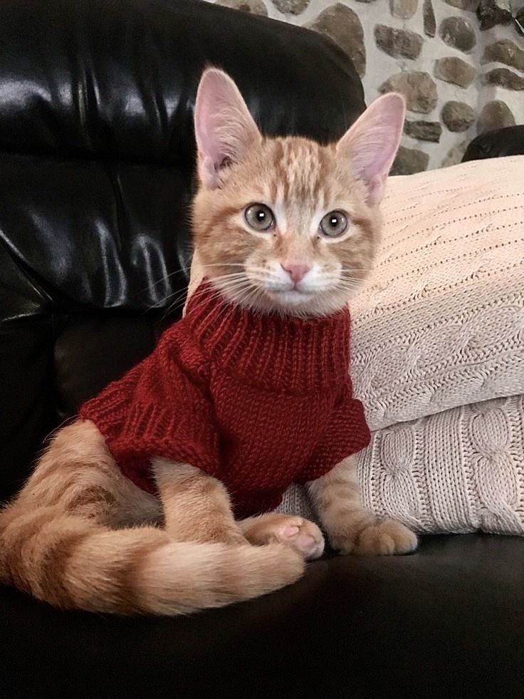 an orange tabby cat wearing a red sweater sits on a black leather couch next to pillows