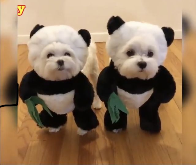 two small white dogs dressed in black and green clothes standing next to each other on a wooden floor