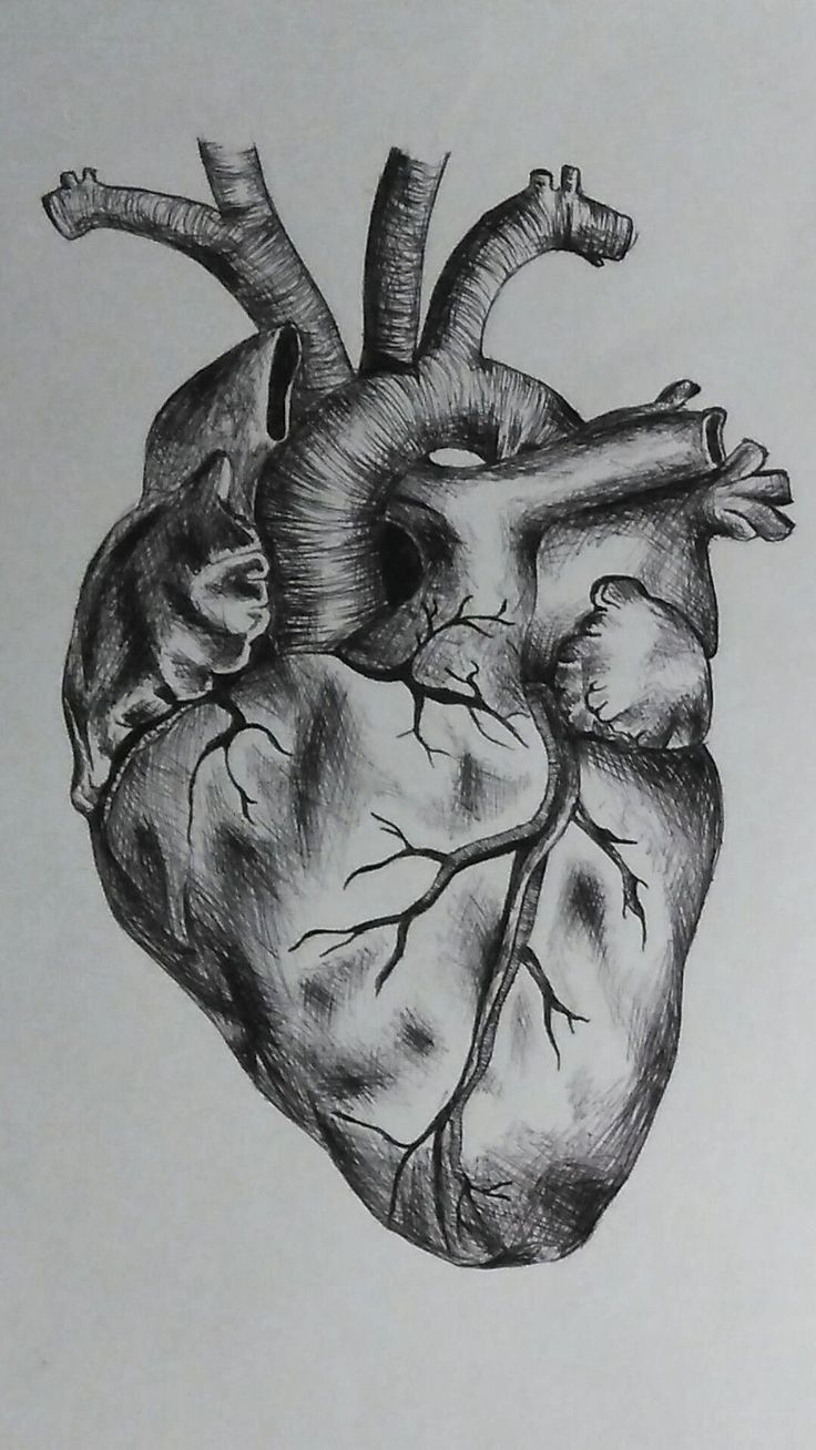 a pencil drawing of a human heart