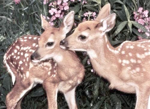 two baby deer standing next to each other in front of some pink and white flowers