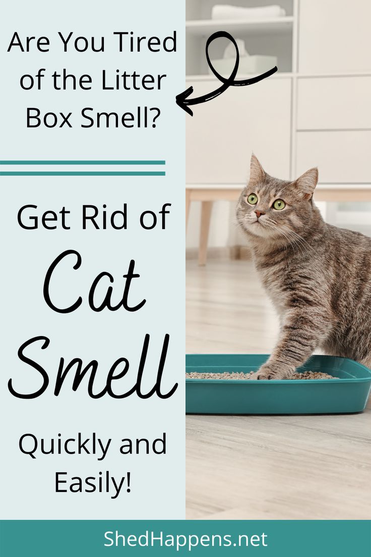 A silver tabby cat is sitting on a light-coloured wooden floor in front of an off-white dresser. In front of the cat is a dark teal cat litter box full of cat litter, which the cat has one front paw in. Text states: Are you tired of the litter box smell? Get rid of cat smell quickly and easily! How To Keep Cat Litter From Smelling, How To Get Rid Of Cat Urine Smell Houses, Natural Cat Litter Deodorizer, Cat Pee Smell Removal Wood, Eliminate Pet Odor From Home, Getting Rid Of Cat Smell In House, How To Get Rid Of Cat Litter Box Smell, How To Get Cat Smell Out Of House, Cat Odor Eliminator Diy