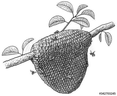 an insect nest hanging from a tree branch with leaves on it, vintage line drawing or engraving