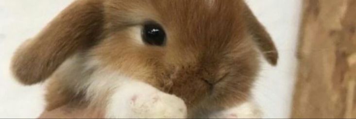 a small brown and white rabbit sitting up against a wall