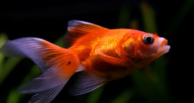 a goldfish in an aquarium looking at the camera