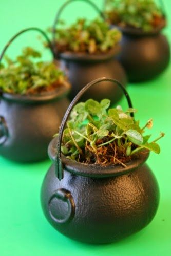 a potted plant sitting on top of a table next to other pots filled with plants