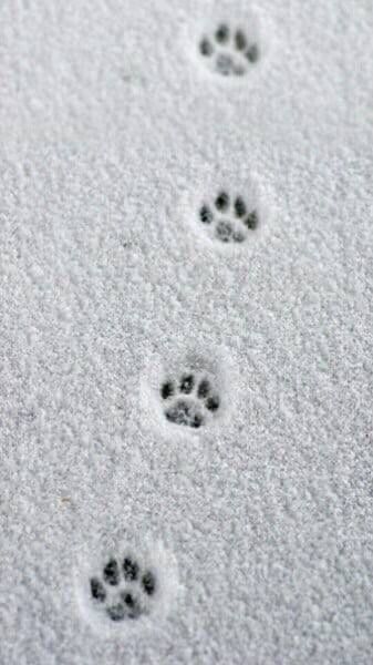 two paw prints are shown in the snow