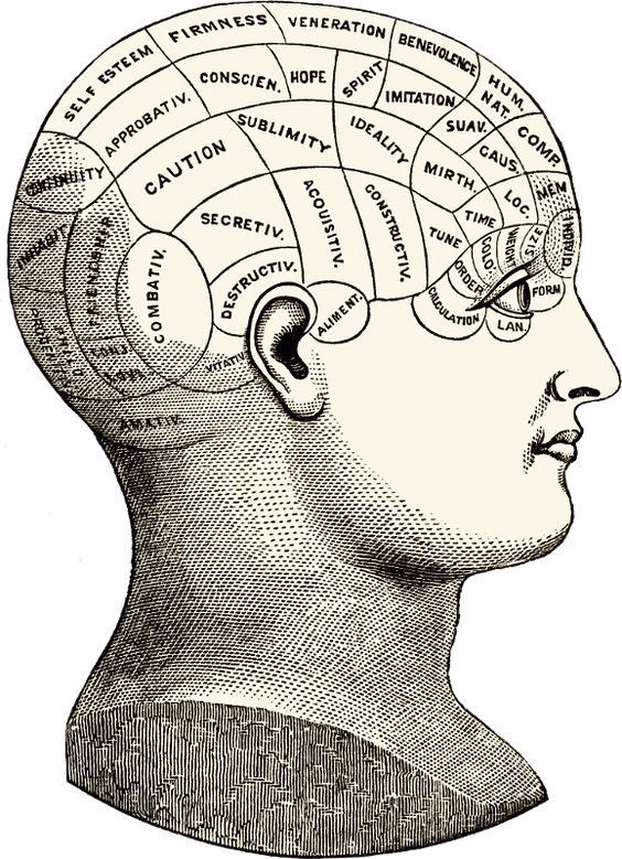 a drawing of the human head with many different sections labeled in each section, vintage line drawing or engraving illustration