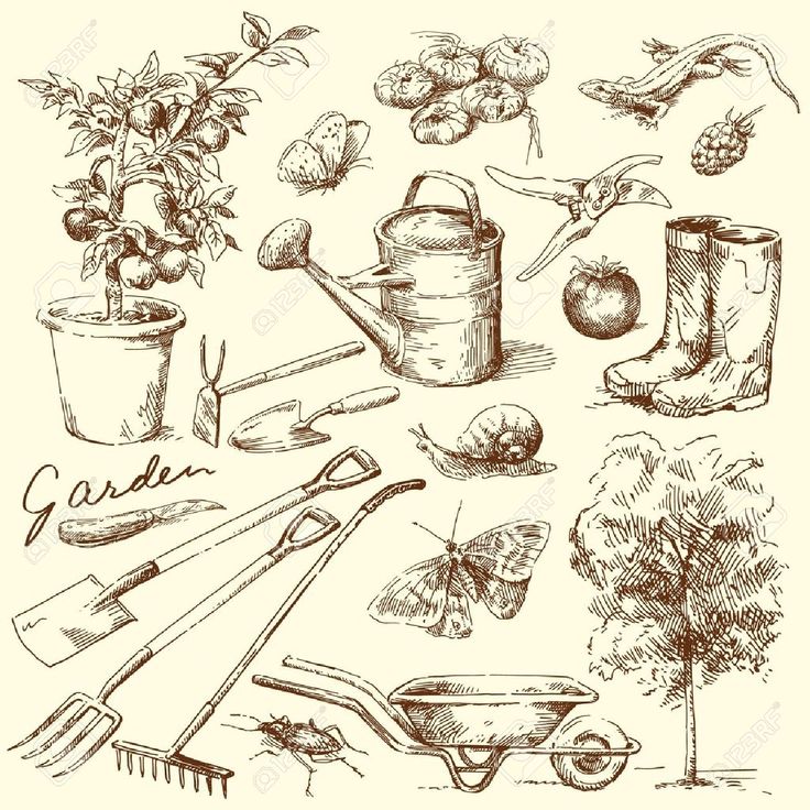 garden tools and plants drawn by hand