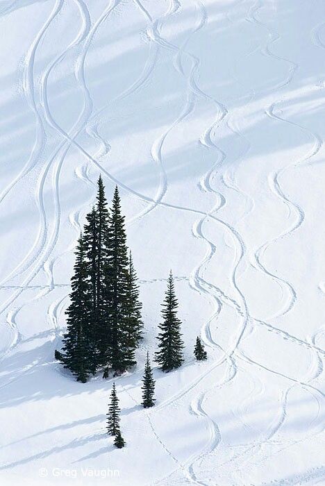 a snow covered ski slope with pine trees in the foreground and an evergreen forest on the far side