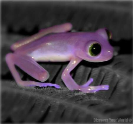 a purple frog sitting on top of a black surface