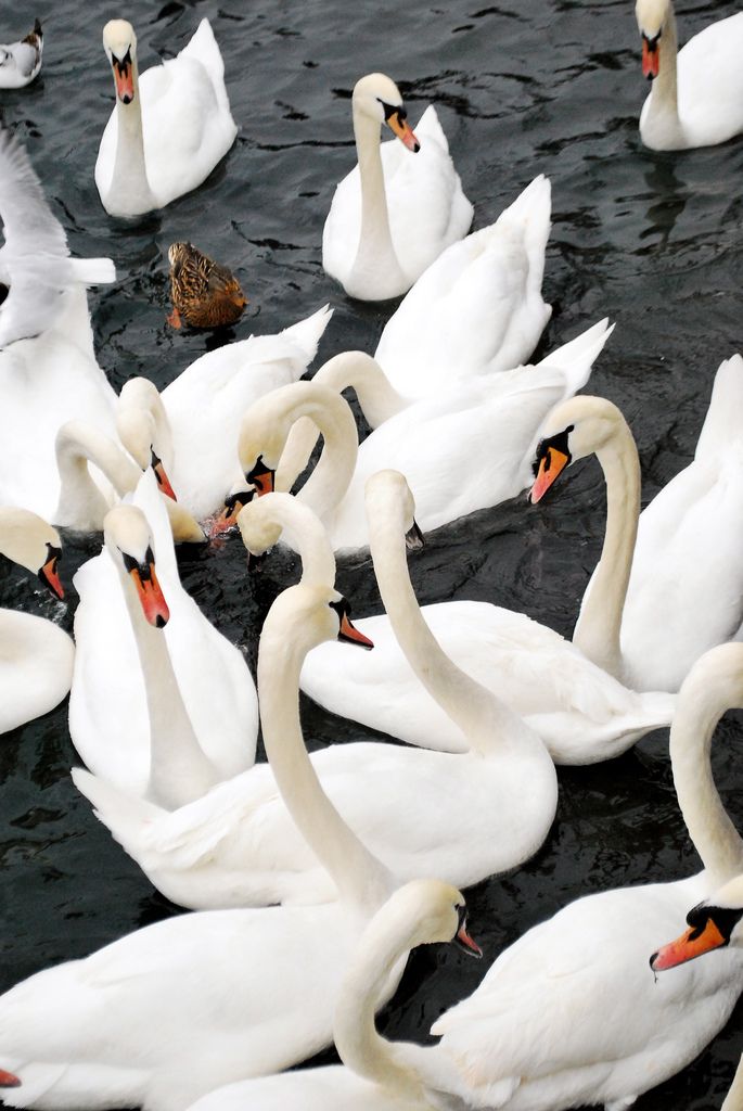 many white swans are swimming in the water