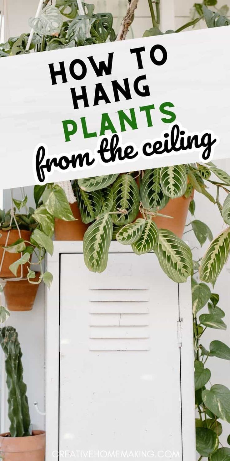 houseplants and plants with text overlay how to hang plants from the ceiling