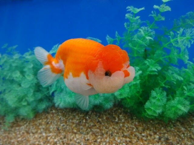 an orange and white fish is swimming in the water next to some green algaes