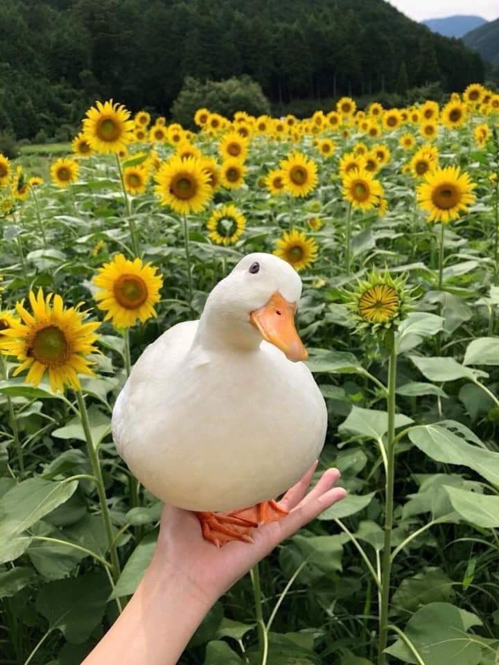 a white duck sitting on top of a hand next to a field of sunflowers