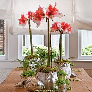 a group of flowers sitting on top of a wooden table