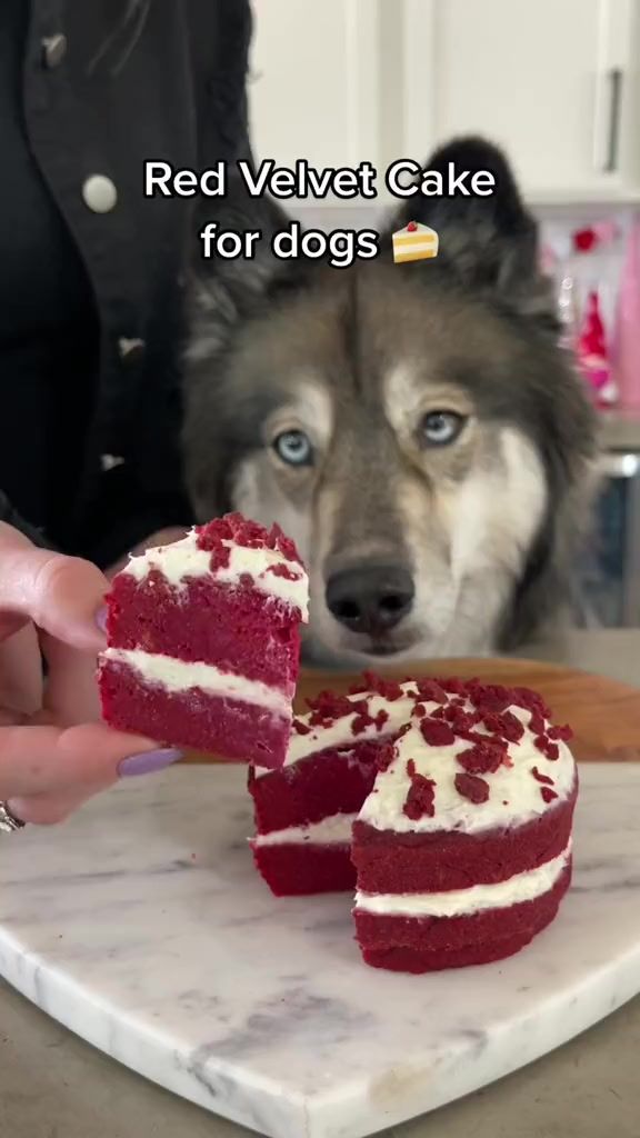 a dog looking at a piece of red velvet cake