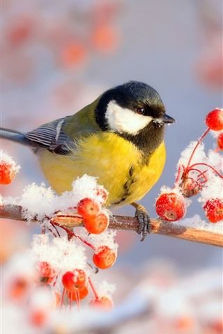 a small bird perched on top of a tree branch covered in snow and berries,