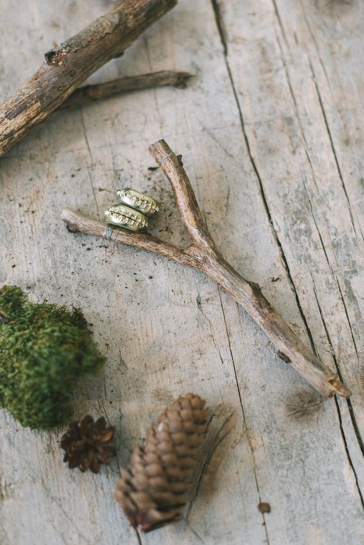 two rings sitting on top of a piece of wood next to pine cones and moss