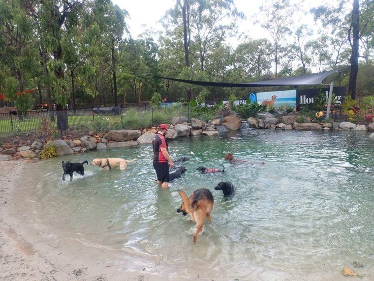 people and dogs playing in the water at a dog park