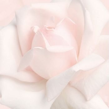 a pink rose with white petals is shown in close up view on a pale background