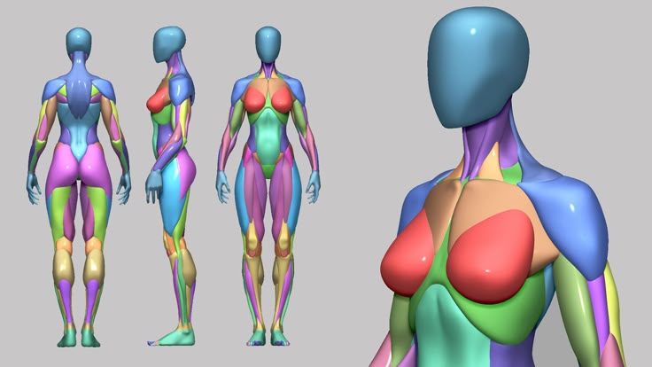 an image of the human body with muscles and tendils highlighted in blue, green, pink, yellow and orange colors