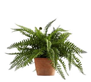 a potted plant sitting on top of a white table