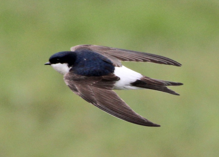 a black and white bird flying through the air