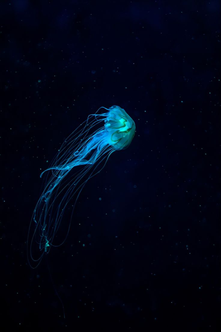 a blue jellyfish floating in the dark water