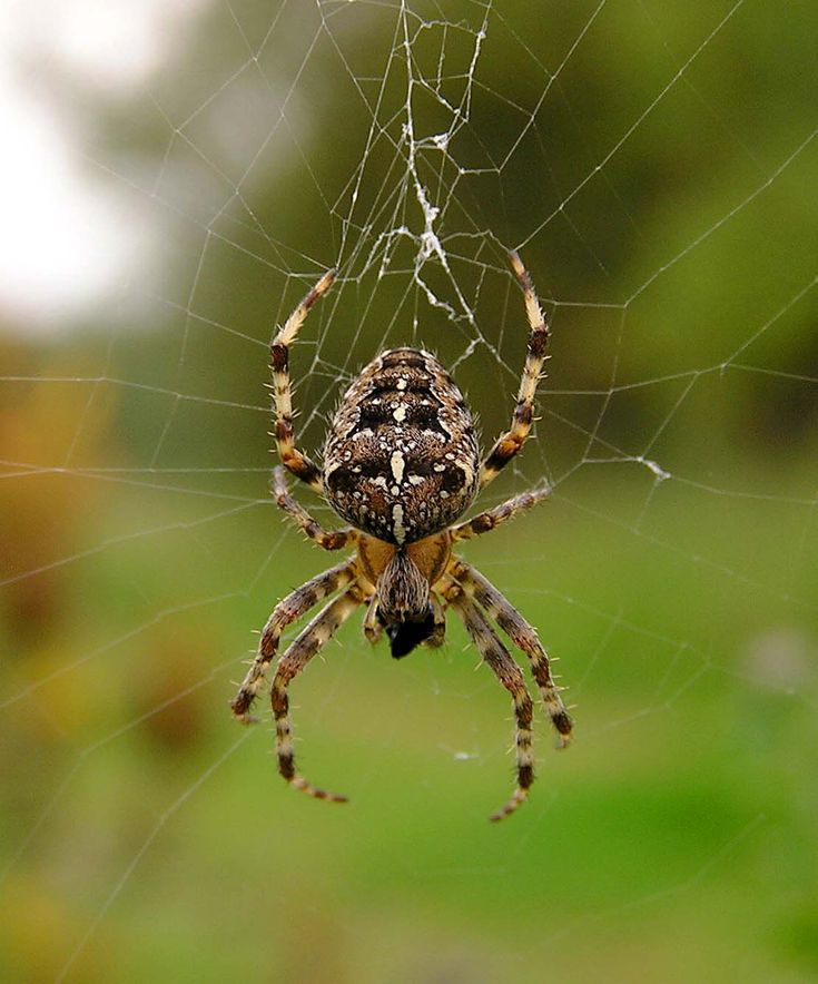 a close up of a spider on its web