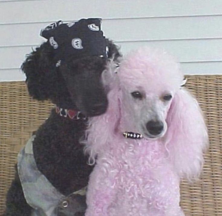 two poodles dressed up for halloween sitting next to each other on a wicker chair