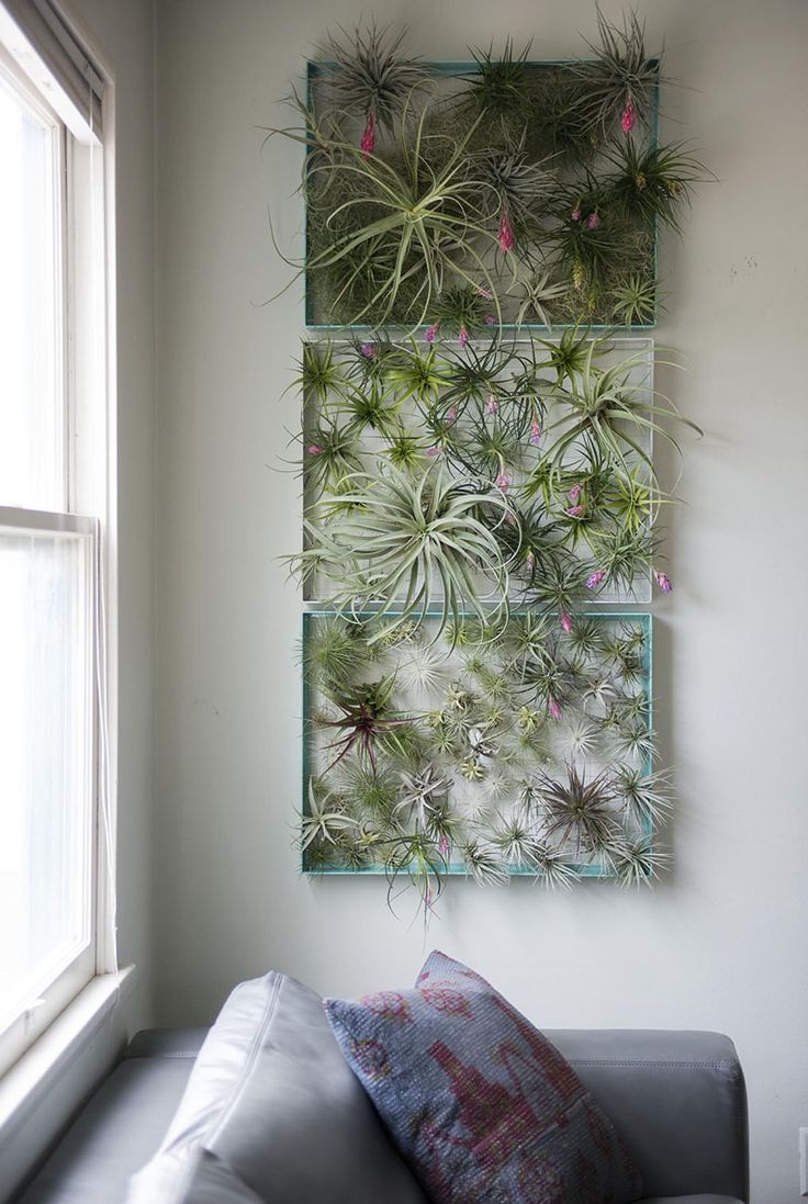 a living room with a couch, window and air plant wall hanging on the wall