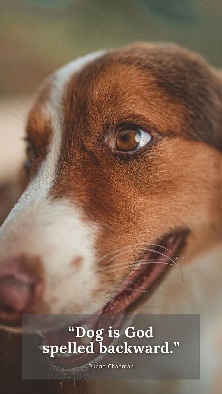 a brown and white dog with a quote about dogs is god spelled backward by his eyes