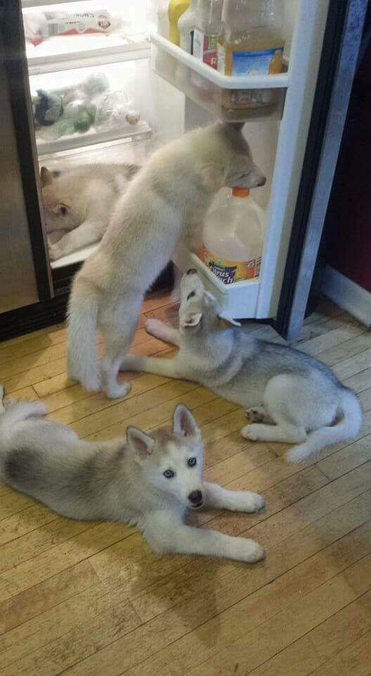 three husky puppies playing in front of an open refrigerator with the caption, we lettin't mom sleep late dis morgan