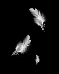 three white feathers floating in the air on a black background with no one around them